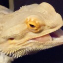 prodigalthoughts avatar