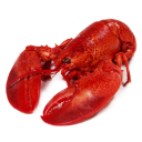 profesorlobster avatar