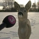 programmed-pup avatar