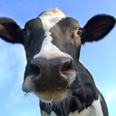 projectilecows avatar