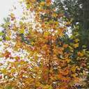 pronetonervousness avatar