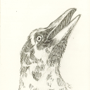 proton-holiday avatar