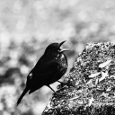 psychelis-new avatar