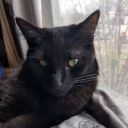 pterodactylscreeches avatar