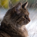 public-domain-wc avatar