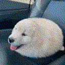 puddinpurinscorner avatar