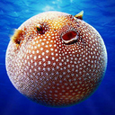 pufferfishdaddy avatar