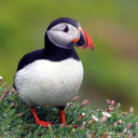 puffin-wizard avatar