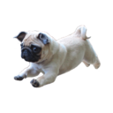 puggys avatar