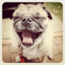 pugsofinstagram-blog avatar