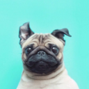 pugsorhugs avatar