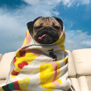 pugz-in-da-rug avatar
