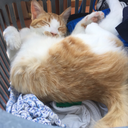 pumpkingremlin avatar