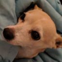 pumpkinspicewaffle avatar