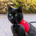 punalippulaiva avatar