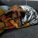 punkrockpixiegirl avatar