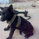 punshi-punshi avatar