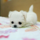 puppiesyay-blog avatar