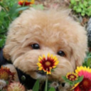 puppy-juice avatar