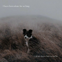 pupspregnancy avatar