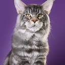 purebred-cats avatar