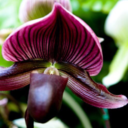 purple-lady-slippers avatar