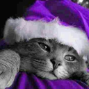 purplefreakkitten avatar