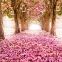 purpleranger93 avatar