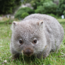 pushywombat avatar