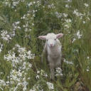 pussyeatercunt avatar