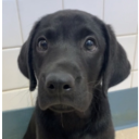 pythiaproject avatar