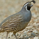 quailcriminal avatar