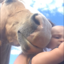 quarter-horse-ass-plentyof-sass avatar