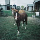 quarterholstein avatar