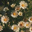 queenbabyduck avatar