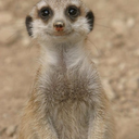 queerkat-meerkat avatar