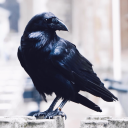 queerlyillogical avatar