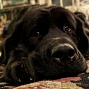 questarchives avatar