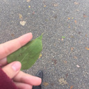 questiondeath avatar