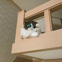 quiet-mornings avatar