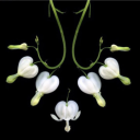 quietglowingmoon avatar