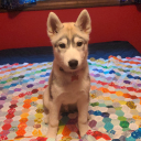 quiltedpupper avatar