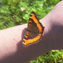 quirkywolfpup avatar