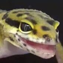 quite-fond-of-geckos avatar