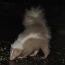 r0ad-k1ll-cub avatar