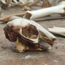 rabbit-flaying avatar