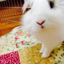 rabbitmelody avatar