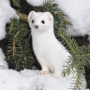 rabidbipolarbear avatar