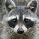 raccoon-eyeliner avatar