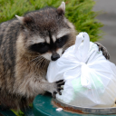 raccoon-in-the-trash-can avatar